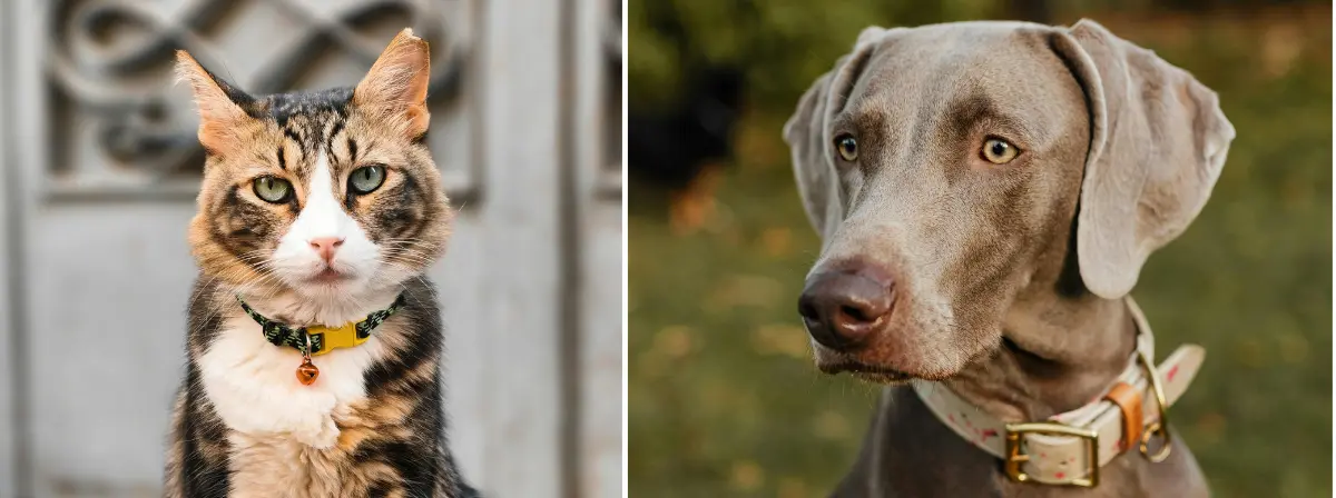 Kullancsriasztó nyakörv: kinek ajánlott, és miért érdemes használni?
